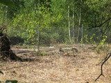 Ograniczenie działalności bobrów w województwie podlaskim